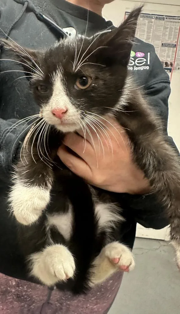A baby small-sized male Domestic Short Hair cat named Roy Rodgers for adoption in Ewing, NJ