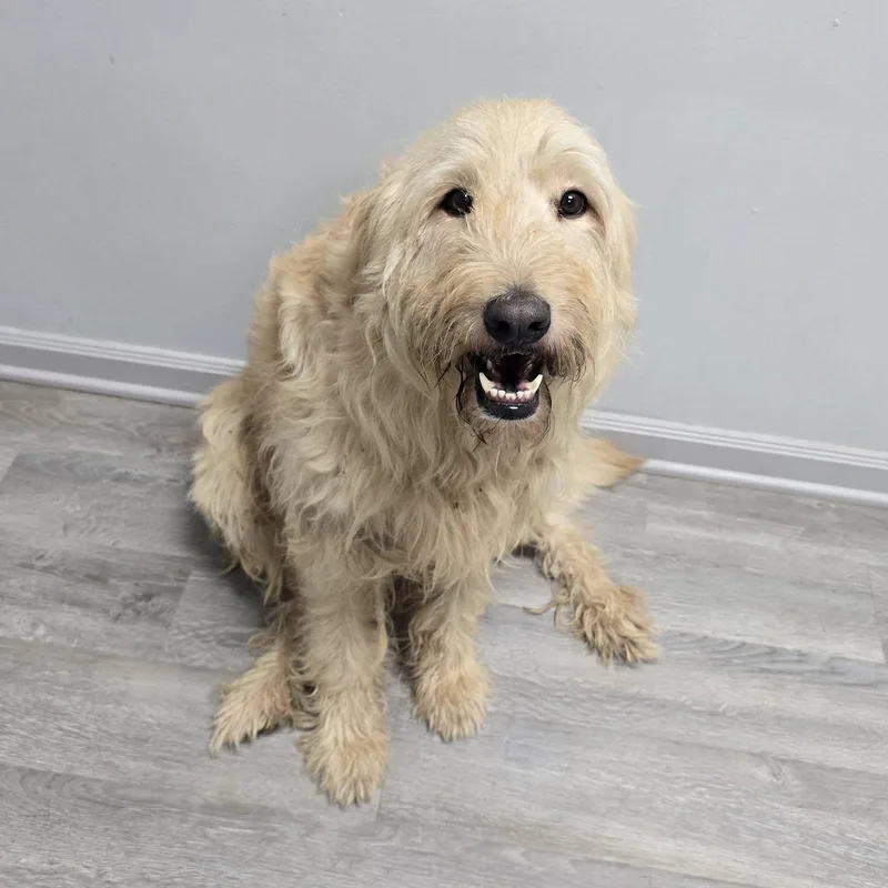 An adult large-sized male Goldendoodle dog named Ferdinand for adoption in Frankfort, IN