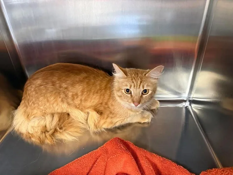 A baby medium-sized male Domestic Short Hair cat named Moose for adoption in Lavonia, GA