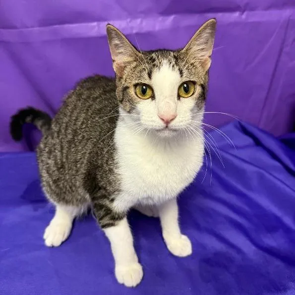 An adult medium-sized female Brown / Chocolate Domestic Short Hair cat named Prettiness for adoption in North Myrtle Beach, SC