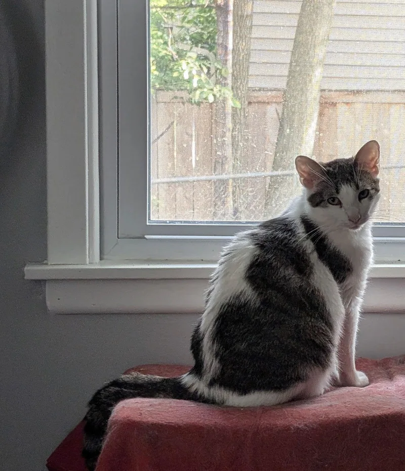 Maricopa thumbnail 3