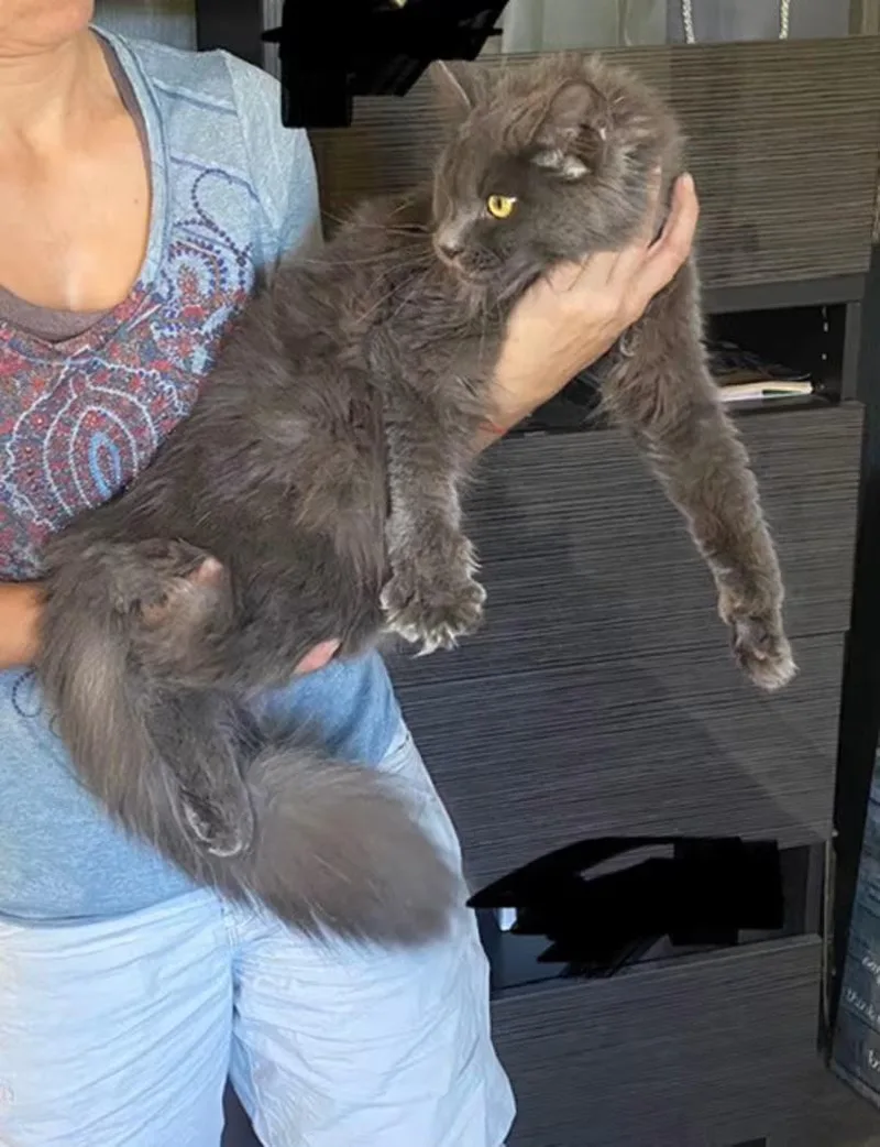 A young large-sized female Gray / Blue / Silver Maine Coon cat named Tilly for adoption in Northlake, IL