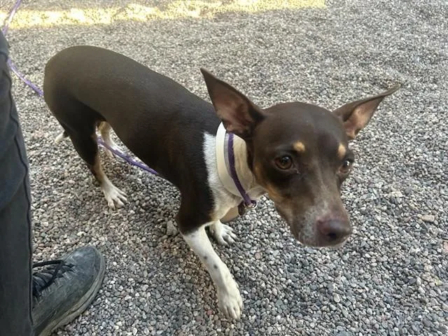 Bea