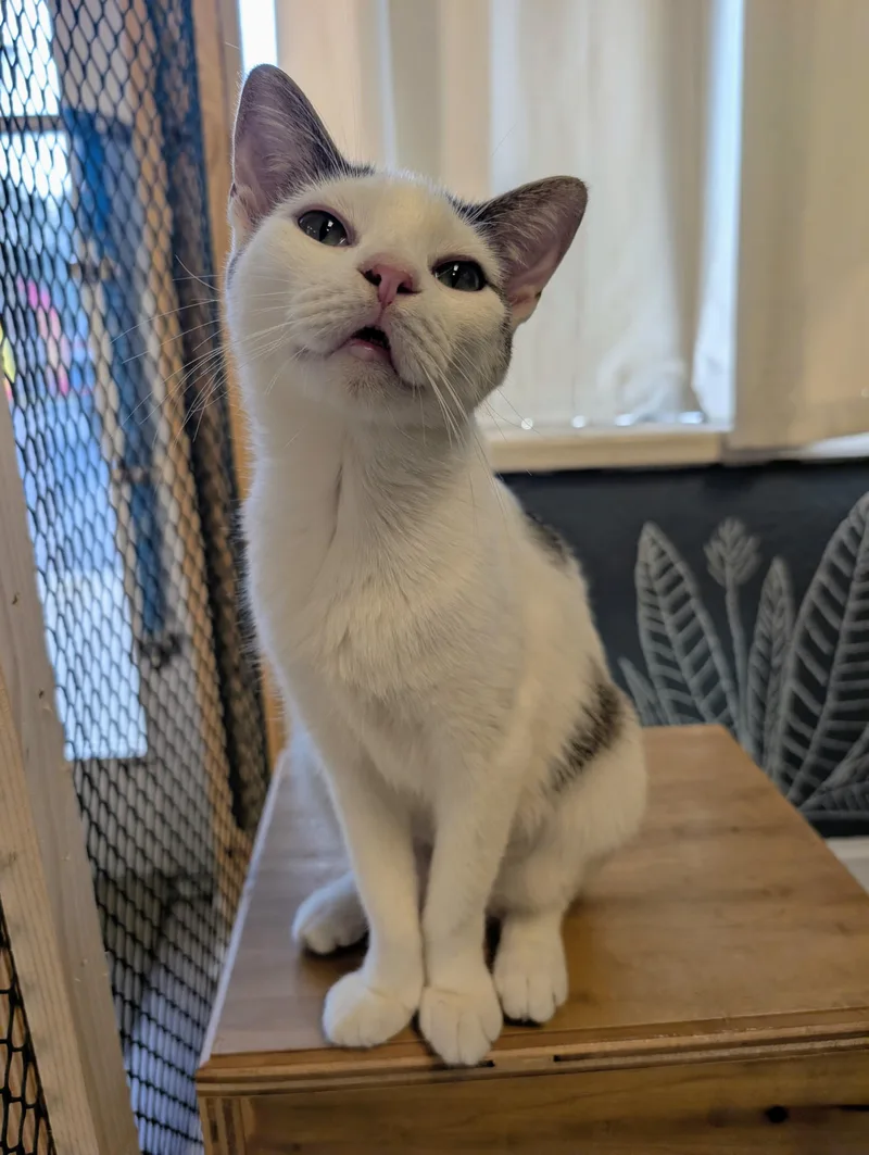 A young medium-sized female White Domestic Short Hair cat named Crownsville for adoption in Palm Harbor, FL