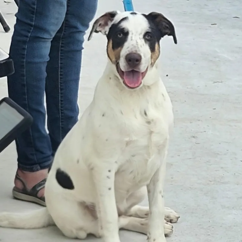 A young large-sized male White / Cream Labrador Retriever dog named Tugger for adoption in CORPUS CHRISTI, TX
