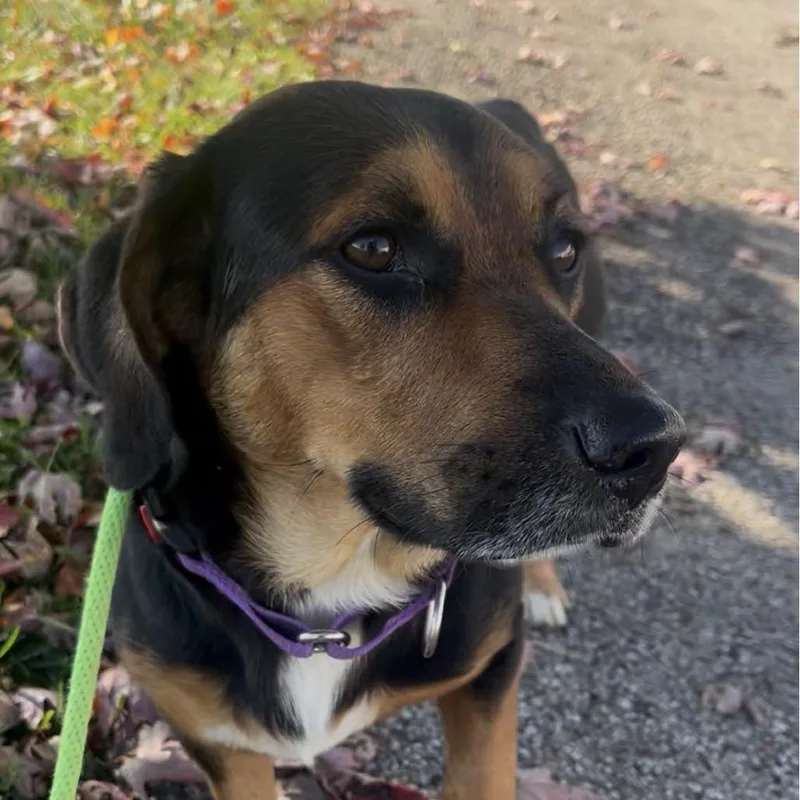 An adult medium-sized male Black Basset Hound dog named Banjo for adoption in Marysville, OH