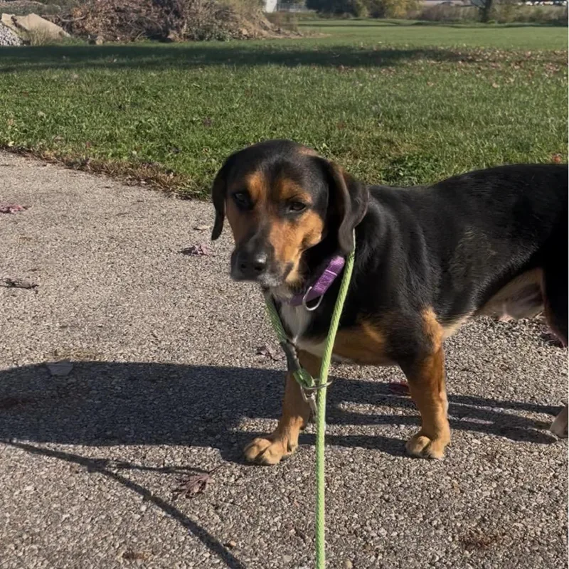 Banjo thumbnail 2