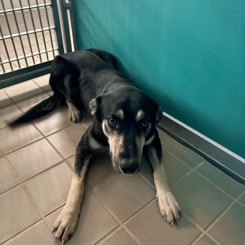 A young medium-sized male Black Shepherd dog named Gunther for adoption in Bryan, TX