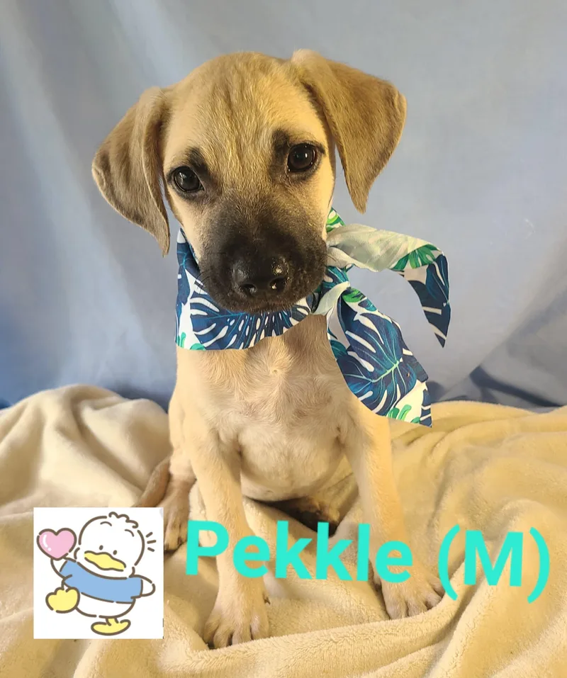 Pekkle