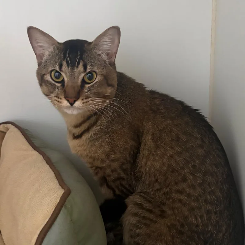 A young medium-sized male Tabby (Brown / Chocolate) Domestic Short Hair cat named Biscotti for adoption in Grass Valley, CA