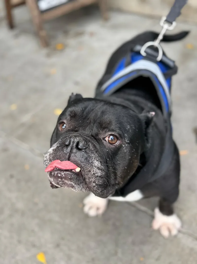 An adult large-sized male Black American Bulldog dog named Dumpling for adoption in Los Angeles, CA