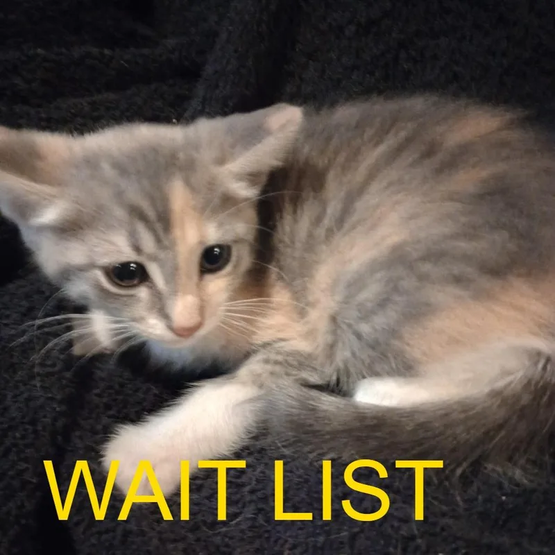 A baby small-sized female Calico Domestic Short Hair cat named Lori for adoption in Livingston, TX