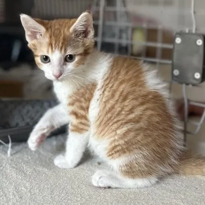 A baby small-sized male Orange / Red Domestic Short Hair cat named Basil for adoption in Atlanta, GA