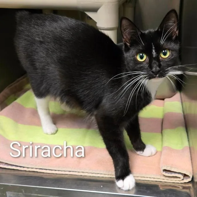 An adult small-sized female Black Domestic Short Hair cat named Hibachi Buffet for adoption in Rocky Mount, VA
