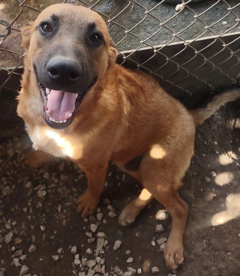 An adult large-sized male Red / Chestnut / Orange Mixed Breed dog named Max for adoption in Guayama, PR