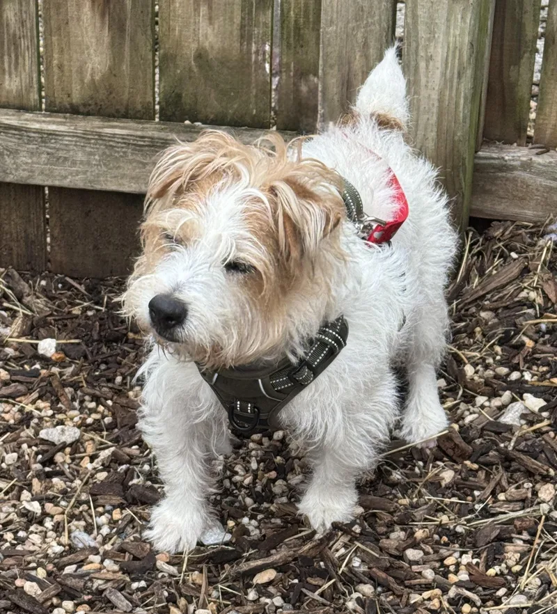 An adult medium-sized male Terrier dog named Flare for adoption in Ellicott City, MD