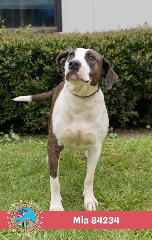 An adult large-sized female White / Cream American Bulldog dog named Mia for adoption in Mobile, AL