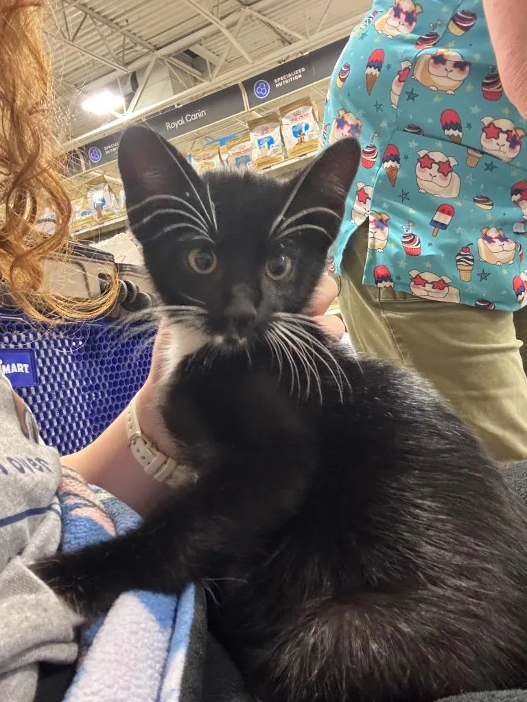 A baby medium-sized male Black & White / Tuxedo Domestic Short Hair cat named Archie for adoption in Shawnee, KS