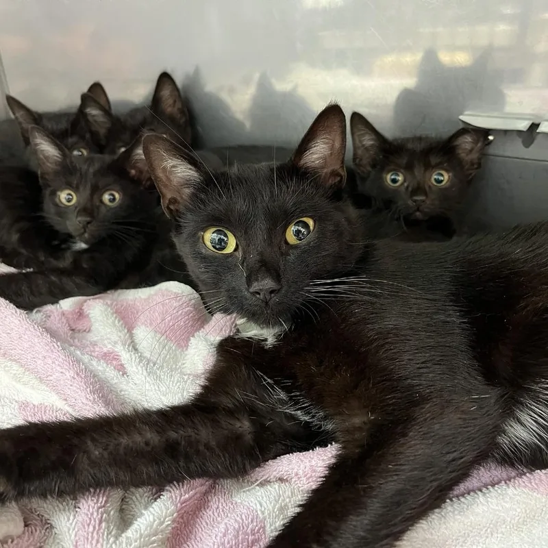 Onyx