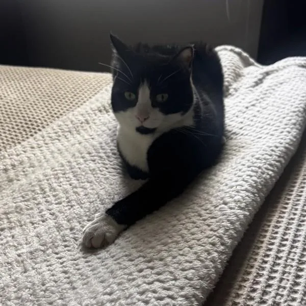 An adult medium-sized female Domestic Short Hair cat named Shadow  Bonded Buddy for adoption in Des Moines, IA