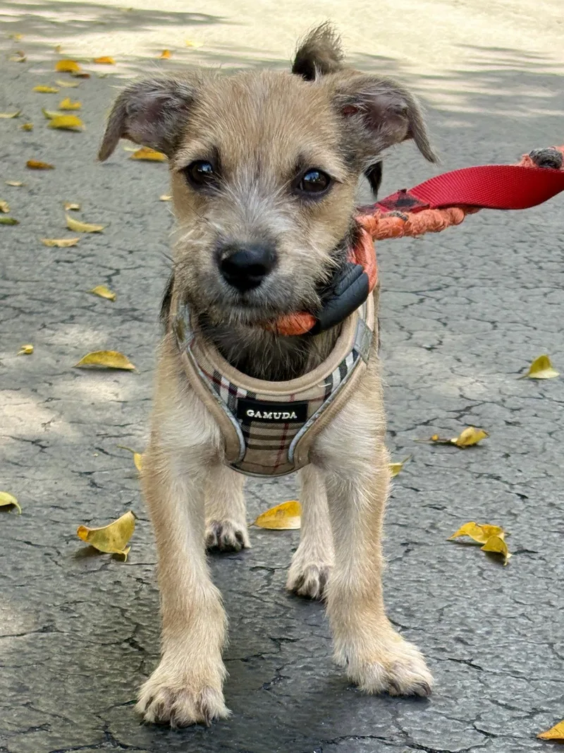A baby small-sized male Terrier dog named Tap for adoption in Margate, FL