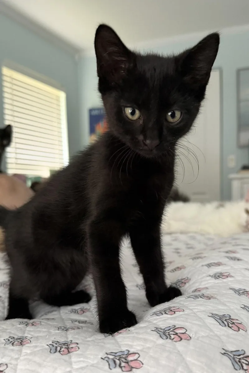 A baby medium-sized male Black Domestic Short Hair cat named Neo for adoption in Royal Palm Beach, FL