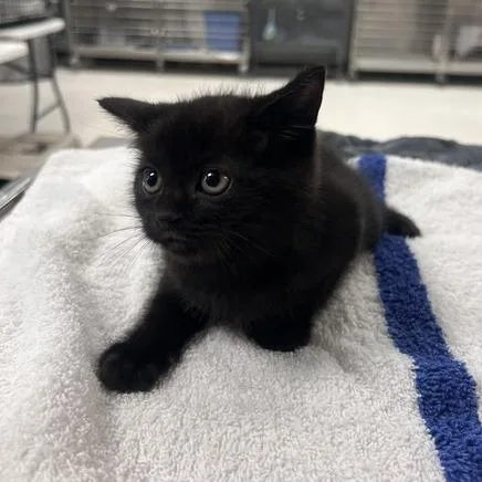 A baby small-sized male Domestic Medium Hair cat named Cookie ChaosC for adoption in East Saint Louis, IL
