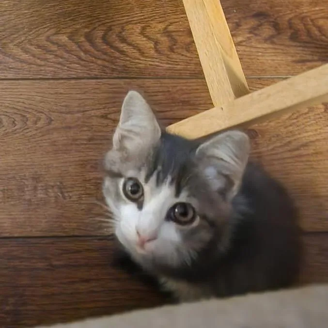 A baby small-sized male Domestic Short Hair cat named Toby for adoption in Fulton, MO