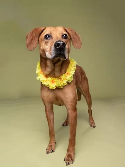 An adult large-sized male Mixed Breed dog named Archibald for adoption in Atlanta, GA