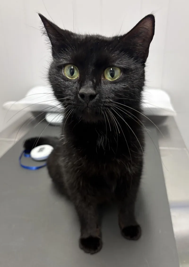 A young medium-sized female Domestic Short Hair cat named Princess Donut for adoption in Waxhaw, NC
