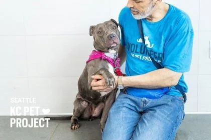 An adult large-sized female Gray / Blue / Silver Pit Bull Terrier dog named Seattle for adoption in Kansas City, MO