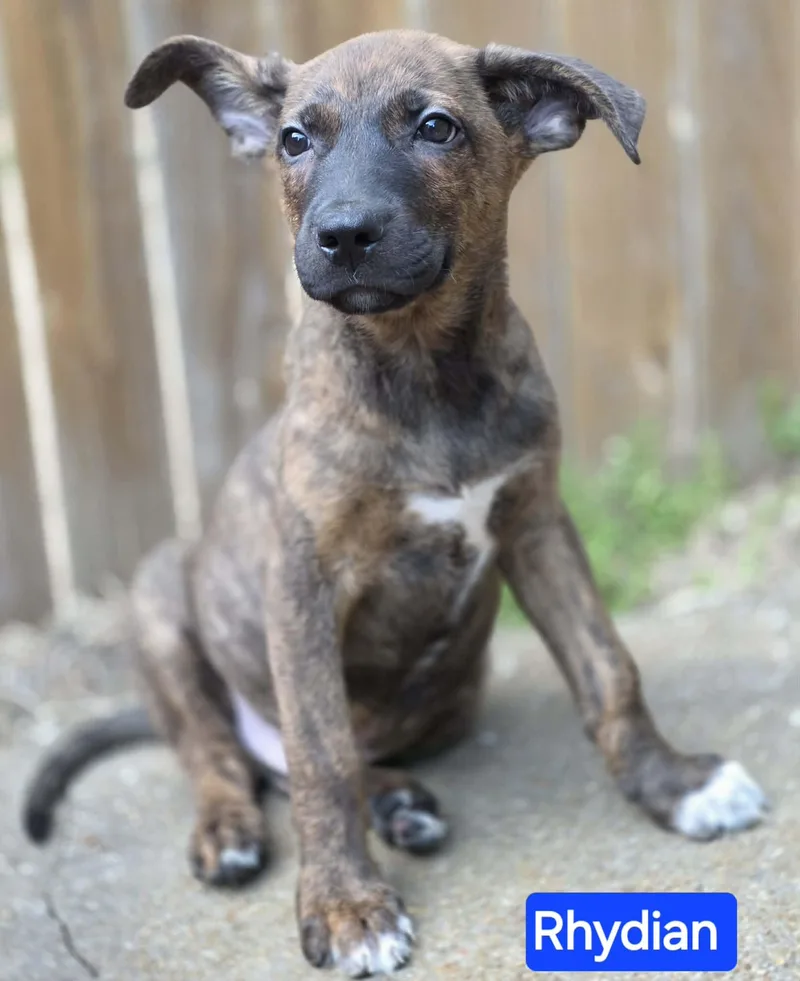 A baby large-sized male Brindle German Shepherd Dog dog named Rhydian for adoption in Greeneville, TN