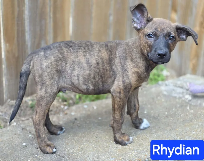 Rhydian thumbnail 4