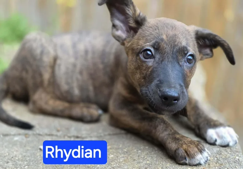 Rhydian thumbnail 5