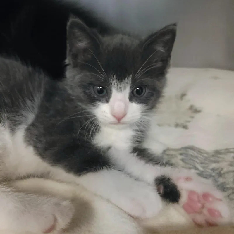 A baby small-sized female Gray / Blue / Silver Domestic Short Hair cat named Kipper for adoption in Plover, WI