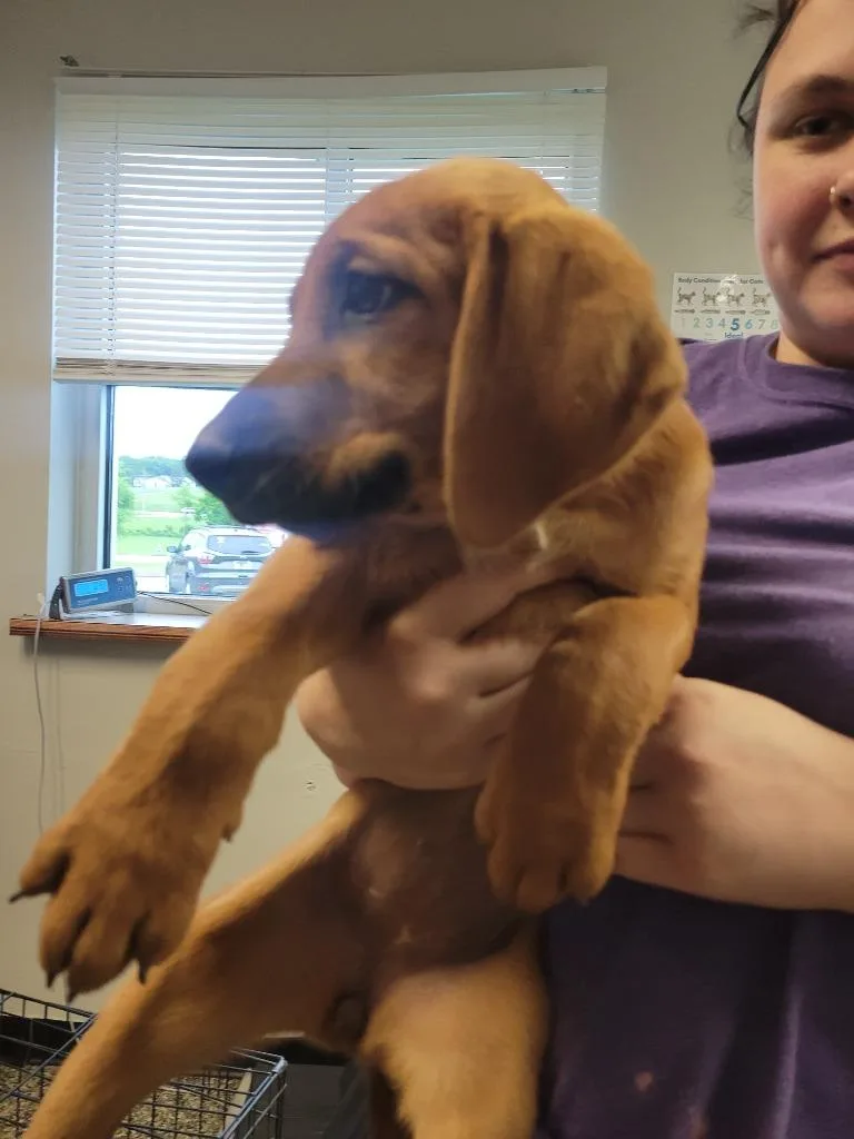 A baby medium-sized female Mixed Breed dog named Marjorie for adoption in Columbia, TN