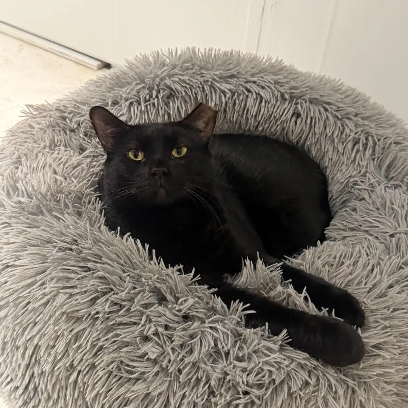 A young small-sized female Black Domestic Short Hair cat named Paris for adoption in Middle Village, NY
