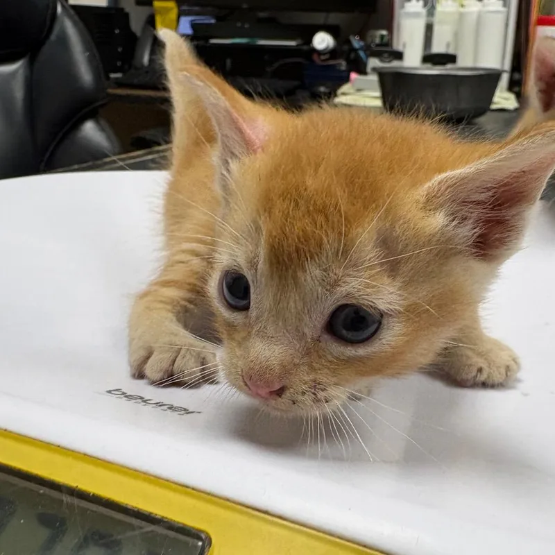 A baby small-sized male Orange / Red Domestic Short Hair cat named Alfred for adoption in Lufkin, TX