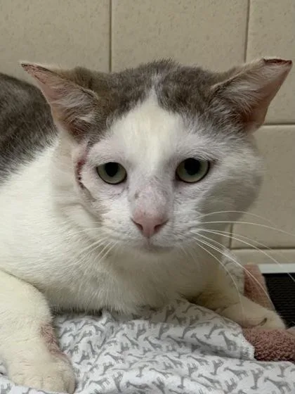An adult medium-sized male Domestic Short Hair cat named Tobias for adoption in San Antonio, TX