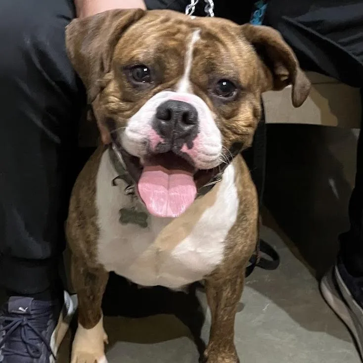 An adult medium-sized female Brindle Mixed Breed dog named Cleo for adoption in DeKalb, IL