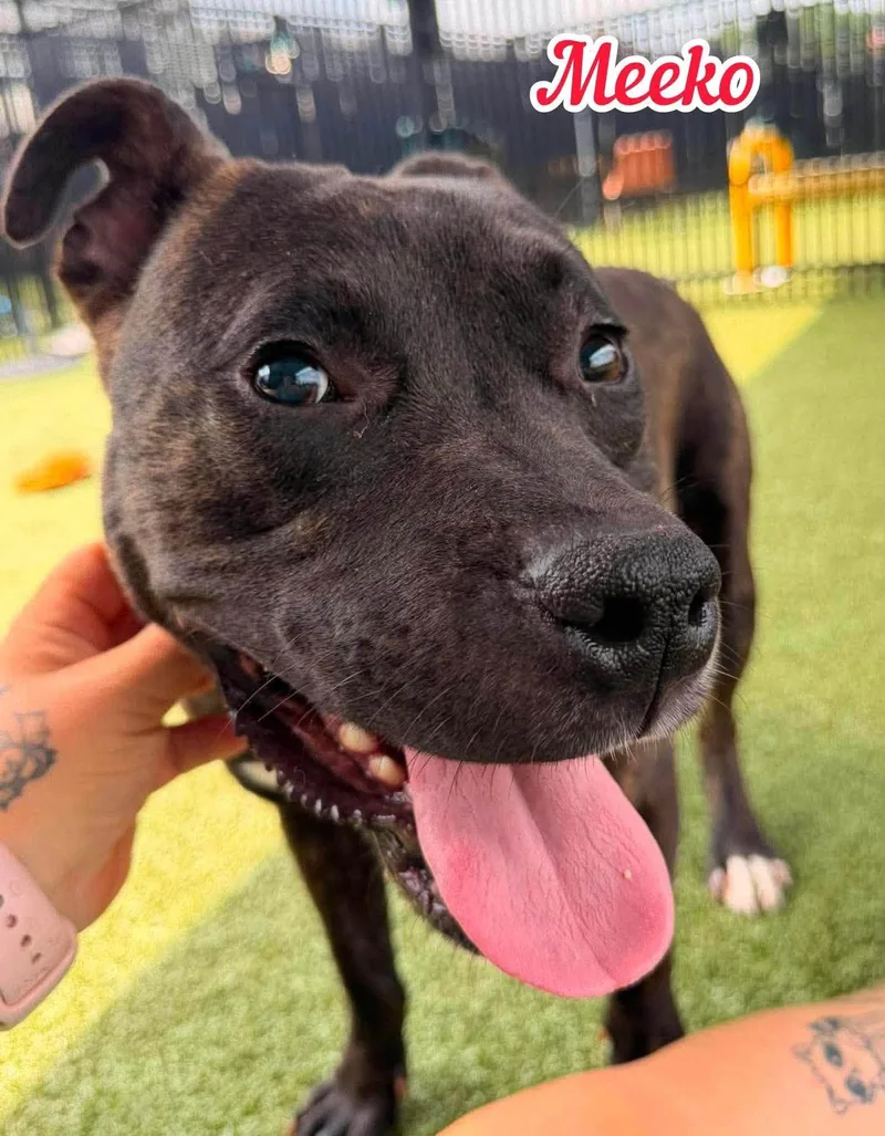An adult medium-sized male Black Mixed Breed dog named Meeko for adoption in Flint, MI