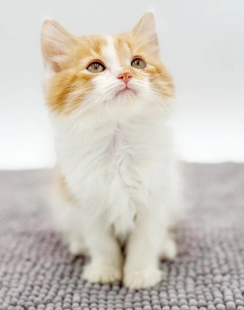 A baby small-sized male Orange & White Ragdoll cat named Tyler Is A Living for adoption in Bedford Hills, NY