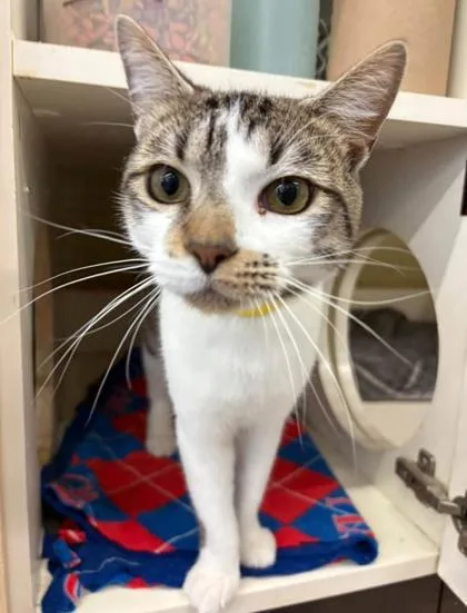 An adult medium-sized male White Domestic Short Hair cat named Hades for adoption in Kansas City, MO