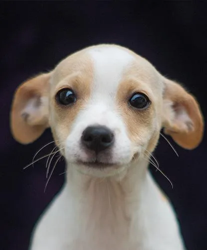 A baby small-sized female Terrier dog named Candy for adoption in Encinitas, CA
