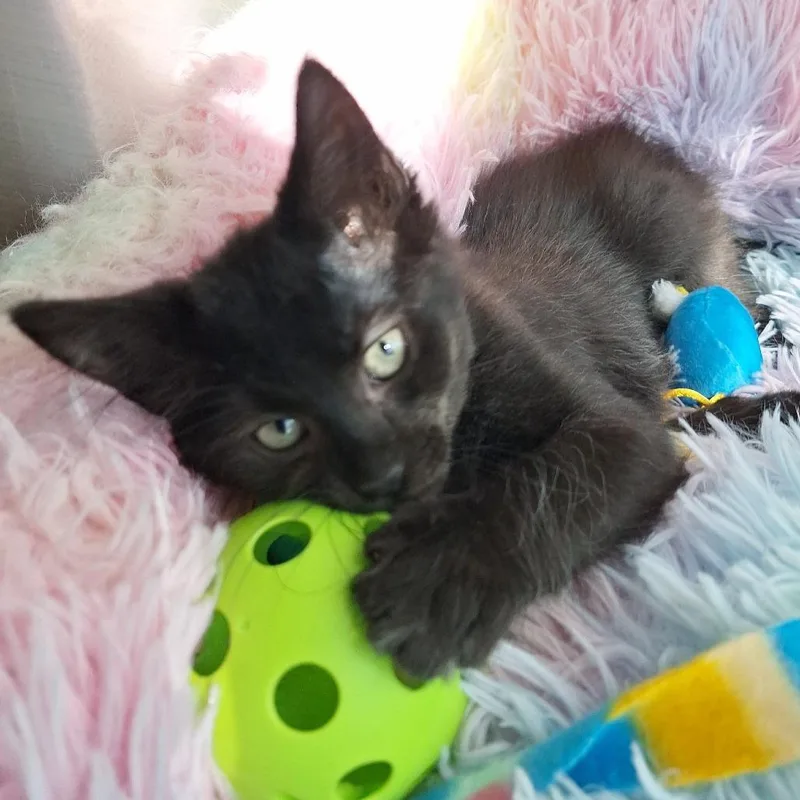 A baby small-sized male Black Domestic Short Hair cat named The Dark Knight for adoption in Chattanooga, TN