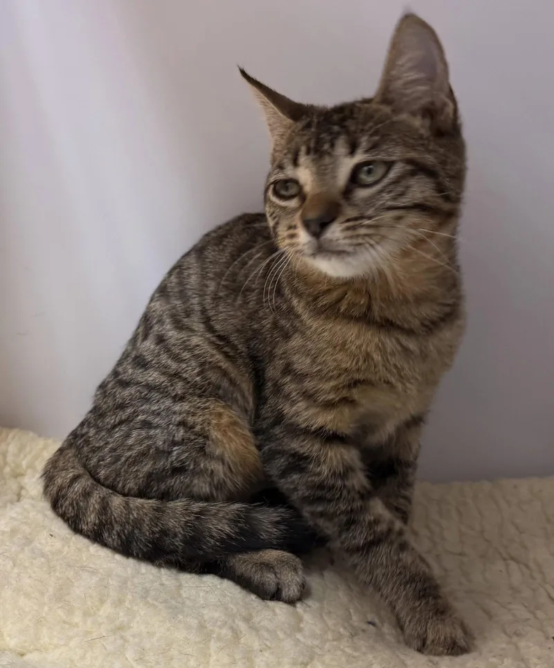 A young medium-sized female Tabby cat named Georgia for adoption in Alexandria, VA