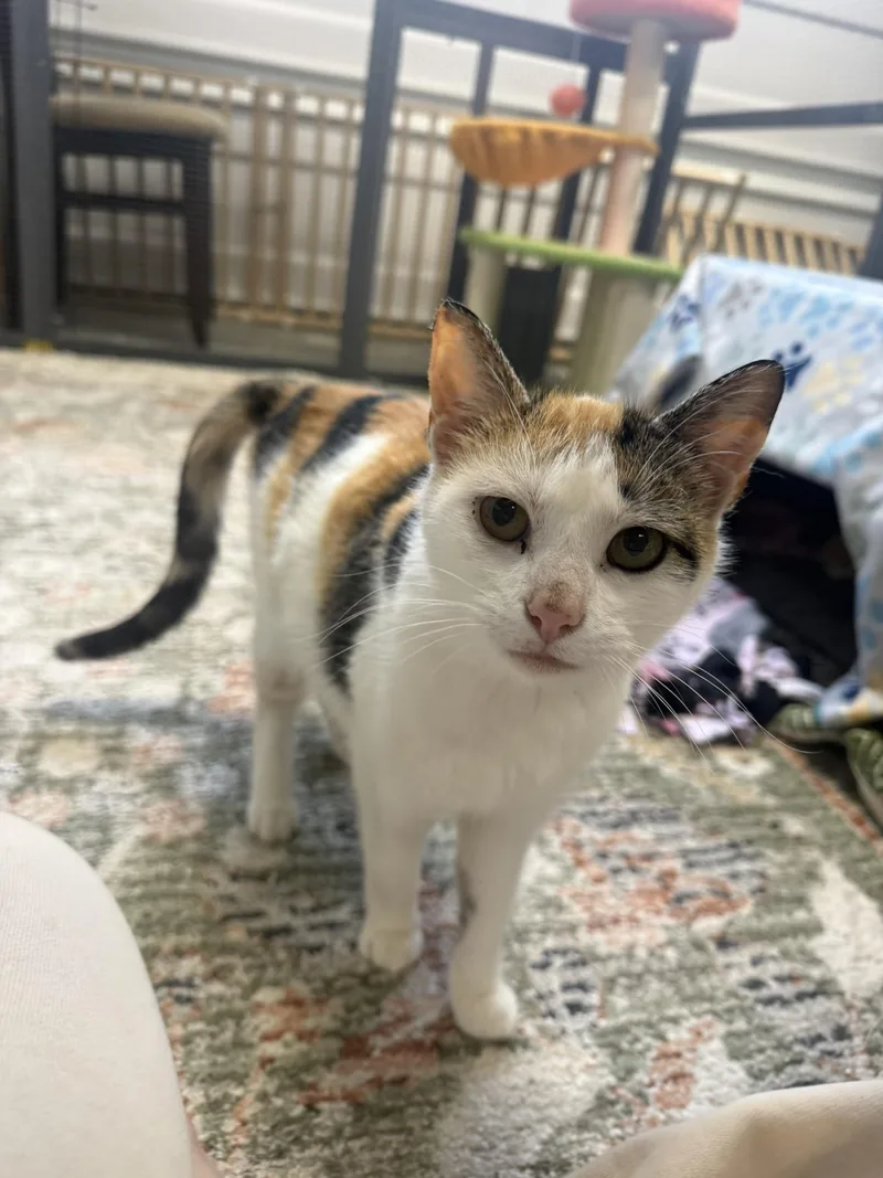 A young small-sized female Calico cat named Tess for adoption in CANONSBURG, PA