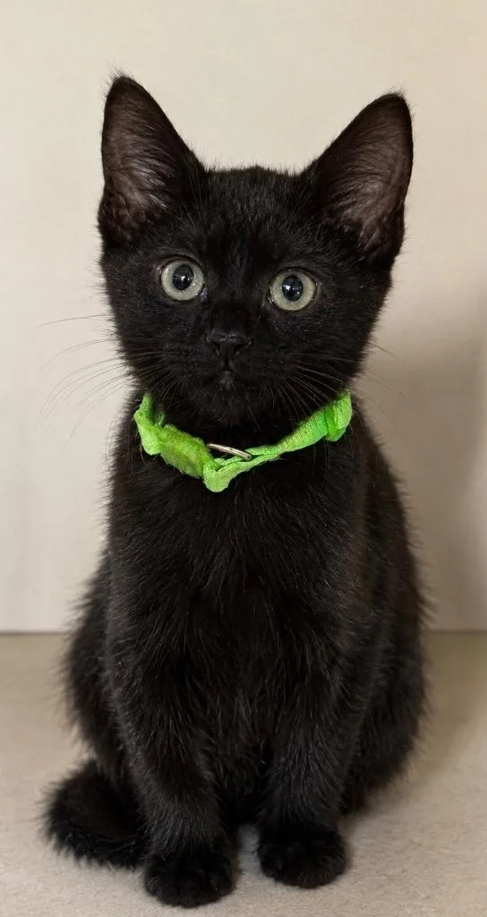 A baby small-sized male Domestic Short Hair cat named Darryl for adoption in Columbia, TN