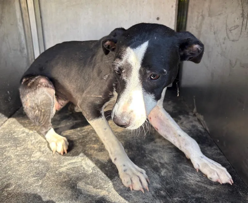 A baby medium-sized female Mixed Breed dog named Kimba for adoption in Rome, GA