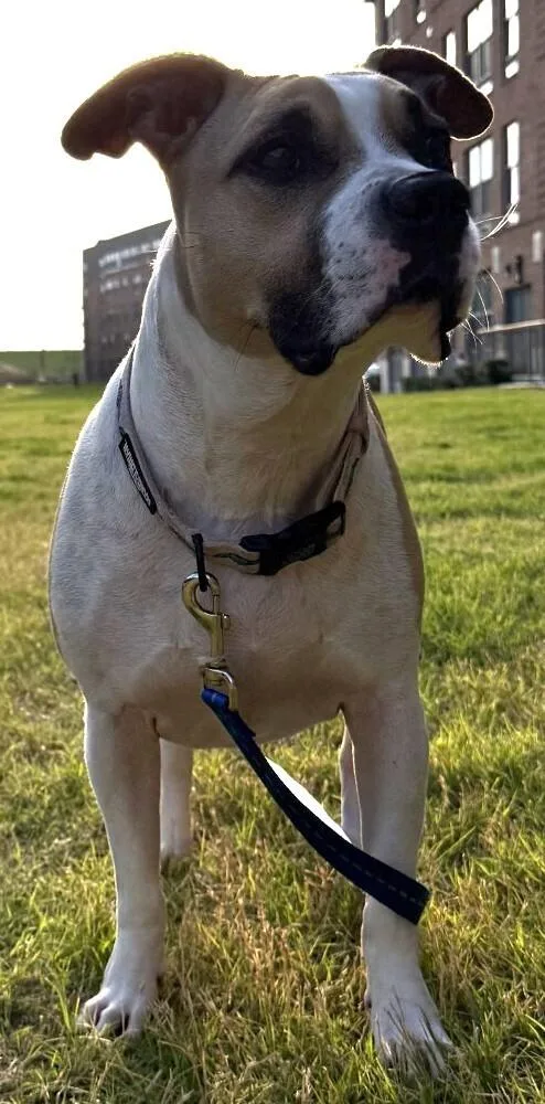 An adult medium-sized male White / Cream Mixed Breed dog named Thor for adoption in Dallas, TX